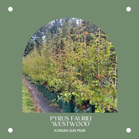 WINWOOD ADVANCED TREES