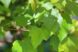 october-glory-red-maple-3