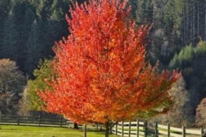 october-glory-red-maple-5