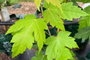 Autumn Blaze 'Jeffersred' Maple