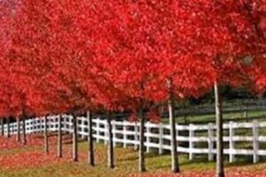 autumn-blaze-jeffersred-maple-4