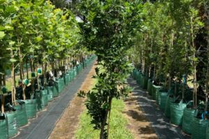 Chinese Elm 'Burnley Select' Ulmus parvifolia