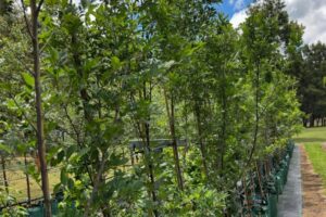 Chinese Elm 'Burnley Select' Ulmus parvifolia