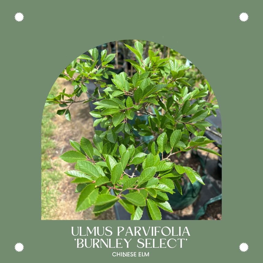 Ulmus Parvifolia 'Burnley Select' Chinese Elm