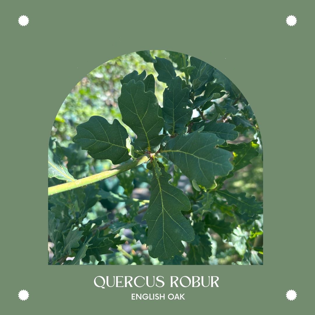 Quercus Robur English Oak