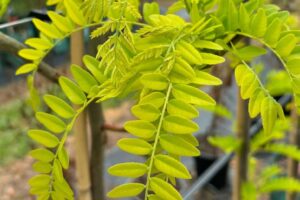 Honey-Locust 'Sunburst' Gleditsia triacanthos var. inermis