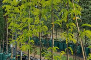 Honey-Locust 'Sunburst' Gleditsia triacanthos var. inermis