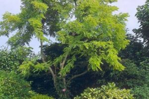 Honey-Locust 'Sunburst' Gleditsia triacanthos var. inermis