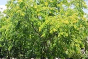 Honey-Locust 'Sunburst' Gleditsia triacanthos var. inermis