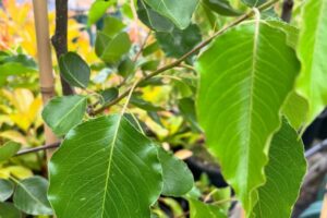 Manchurian Ornamental Pear Pyrus ussuriensis