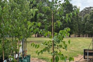 Manchurian Ornamental Pear Pyrus ussuriensis