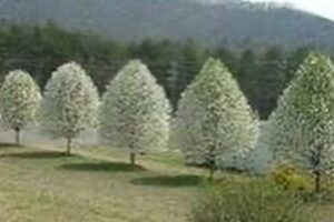 Manchurian Ornamental Pear Pyrus ussuriensis