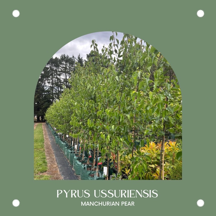 Pyrus ussuriensis Manchurian Pear