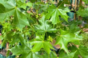 Pacific Sunset 'Warrenred' Hybrid Maple Acer truncatum x platanoides