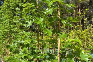 Pacific Sunset 'Warrenred' Hybrid Maple Acer truncatum x platanoides