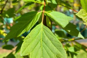 'Sensation' Box Elder Maple