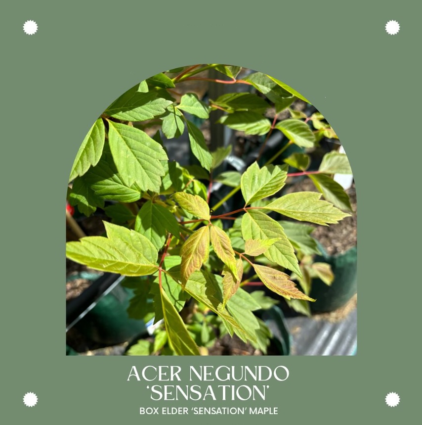 Acer Negundo 'Sensation' Box Elder Maple